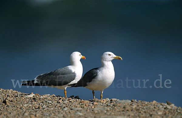 Mittelmeermöwe (Larus michahellis)