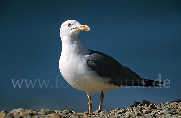 Mittelmeermöwe (Larus michahellis)