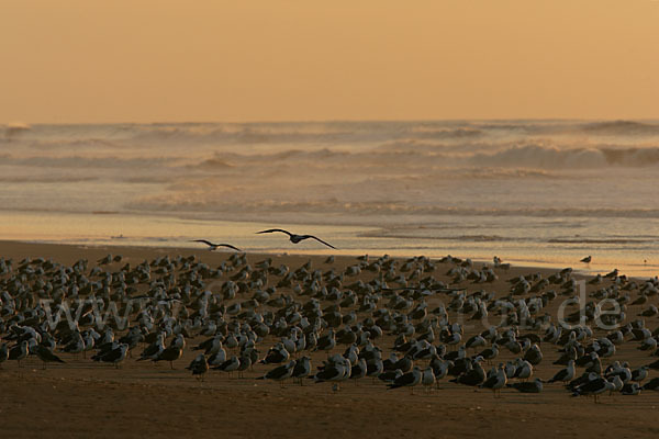 Mittelmeermöwe (Larus michahellis)