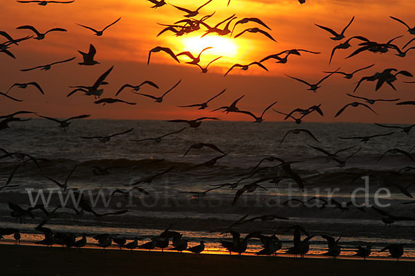 Mittelmeermöwe (Larus michahellis)