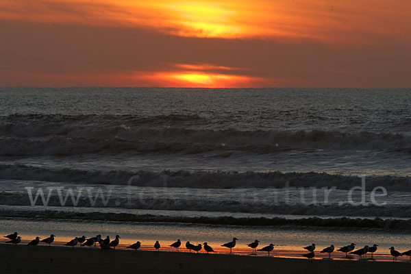 Mittelmeermöwe (Larus michahellis)