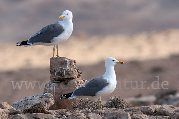 Mittelmeermöwe (Larus michahellis)