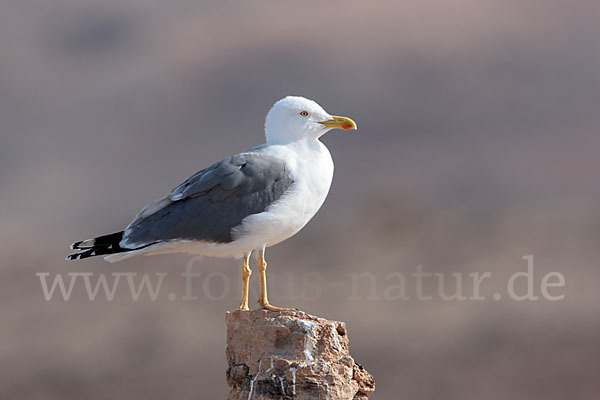 Mittelmeermöwe (Larus michahellis)