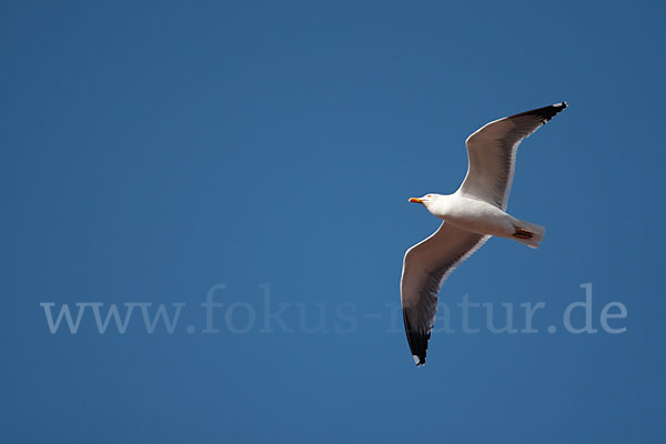 Mittelmeermöwe (Larus michahellis)