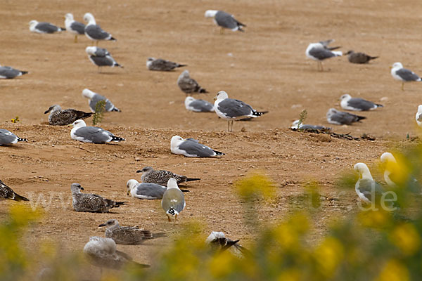 Mittelmeermöwe (Larus michahellis)