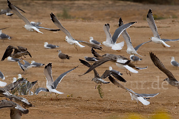 Mittelmeermöwe (Larus michahellis)