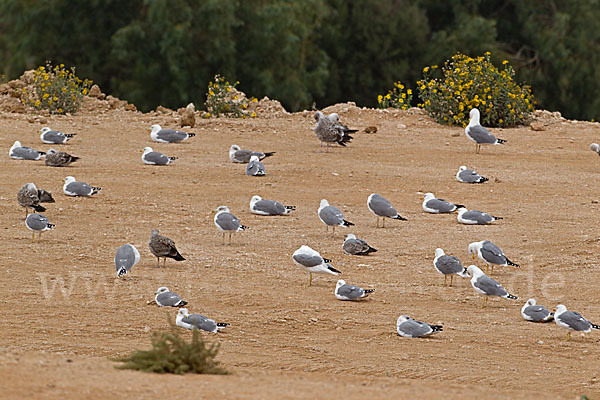 Mittelmeermöwe (Larus michahellis)