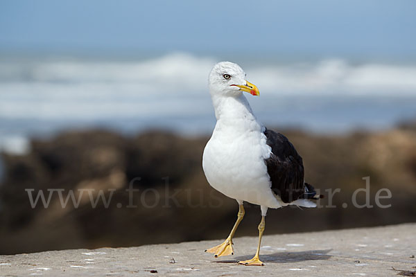 Mittelmeermöwe (Larus michahellis)