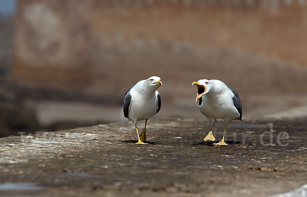 Mittelmeermöwe (Larus michahellis)