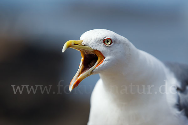 Mittelmeermöwe (Larus michahellis)