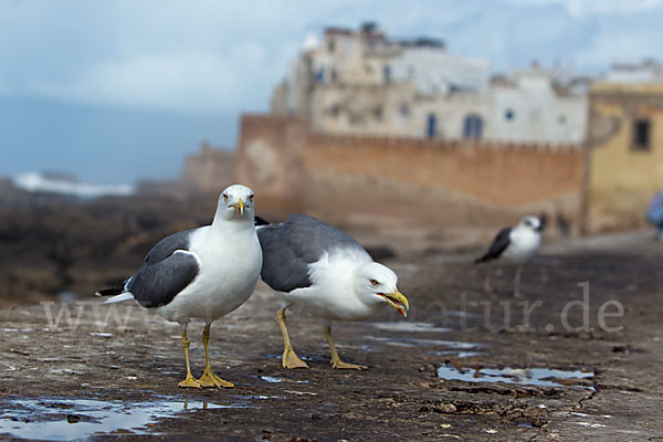 Mittelmeermöwe (Larus michahellis)