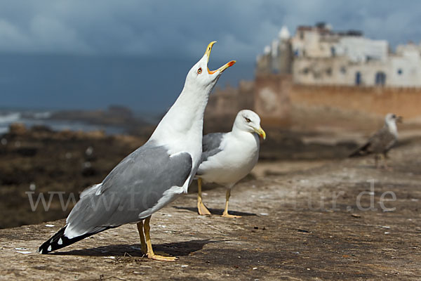 Mittelmeermöwe (Larus michahellis)