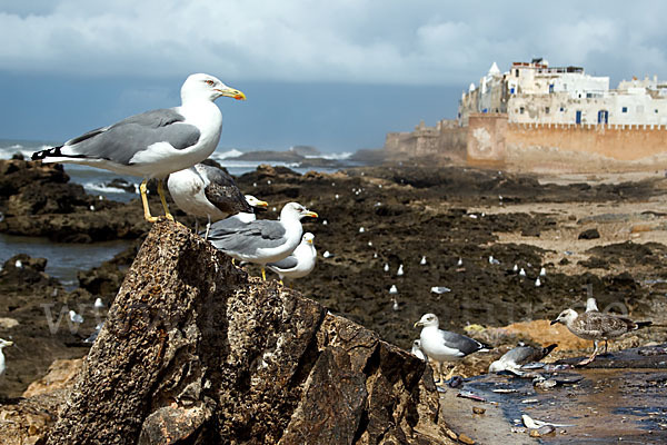 Mittelmeermöwe (Larus michahellis)