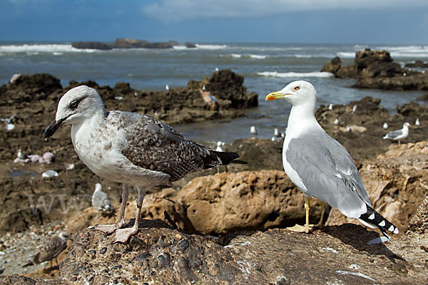 Mittelmeermöwe (Larus michahellis)