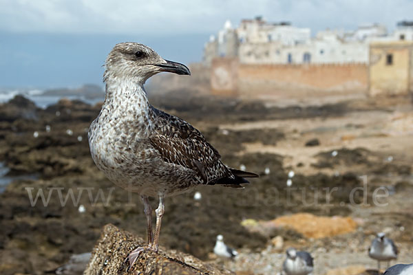 Mittelmeermöwe (Larus michahellis)