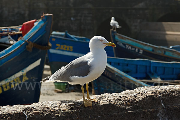 Mittelmeermöwe (Larus michahellis)