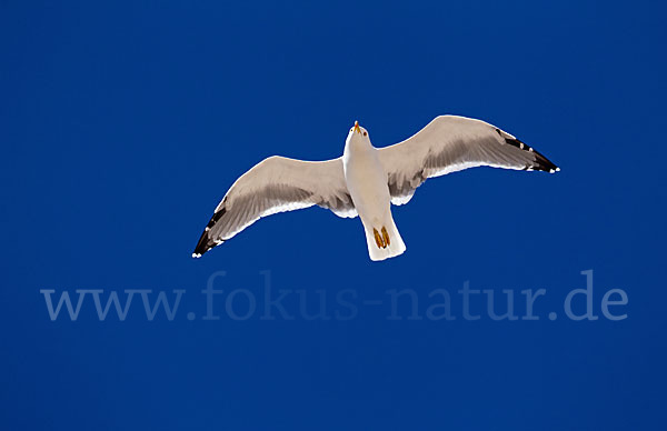 Mittelmeermöwe (Larus michahellis)