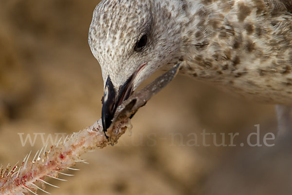 Mittelmeermöwe (Larus michahellis)