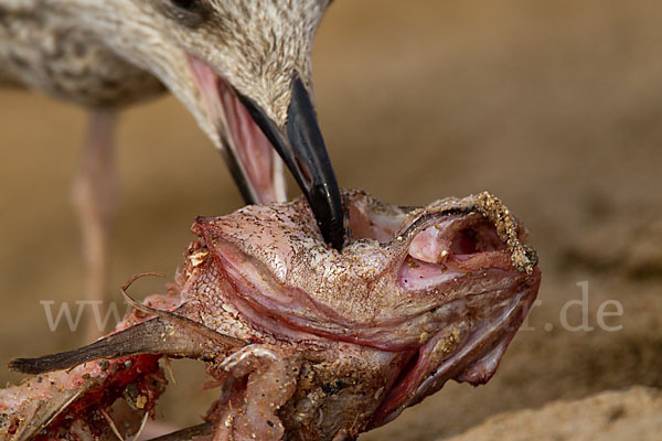 Mittelmeermöwe (Larus michahellis)