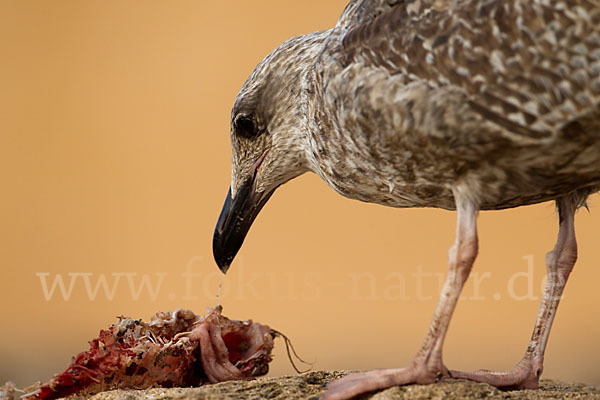 Mittelmeermöwe (Larus michahellis)