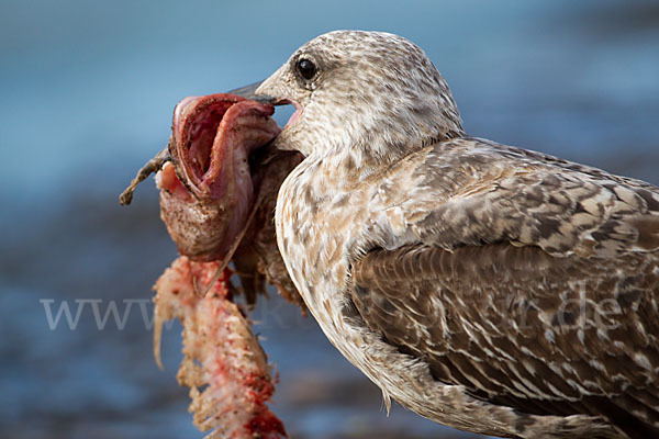 Mittelmeermöwe (Larus michahellis)