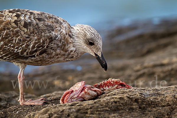 Mittelmeermöwe (Larus michahellis)