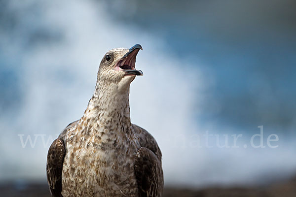 Mittelmeermöwe (Larus michahellis)