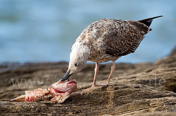 Mittelmeermöwe (Larus michahellis)