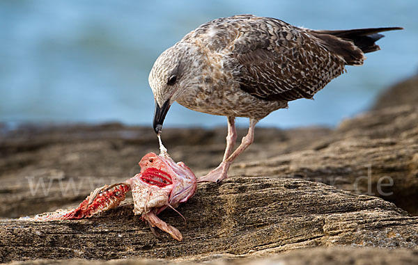 Mittelmeermöwe (Larus michahellis)