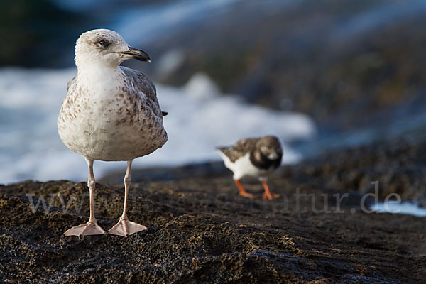 Mittelmeermöwe (Larus michahellis)