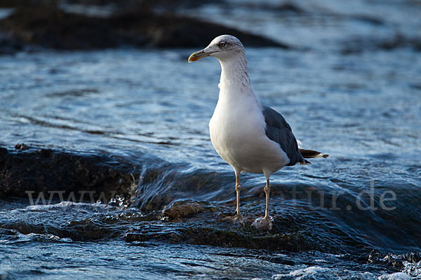 Mittelmeermöwe (Larus michahellis)