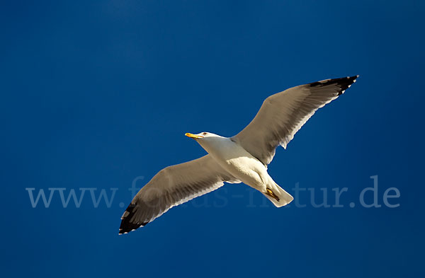 Mittelmeermöwe (Larus michahellis)