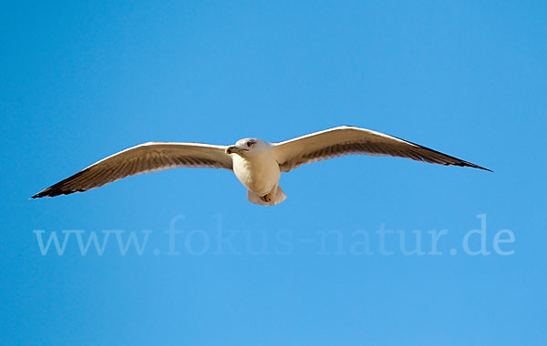 Mittelmeermöwe (Larus michahellis)