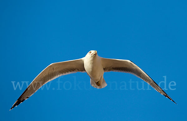 Mittelmeermöwe (Larus michahellis)