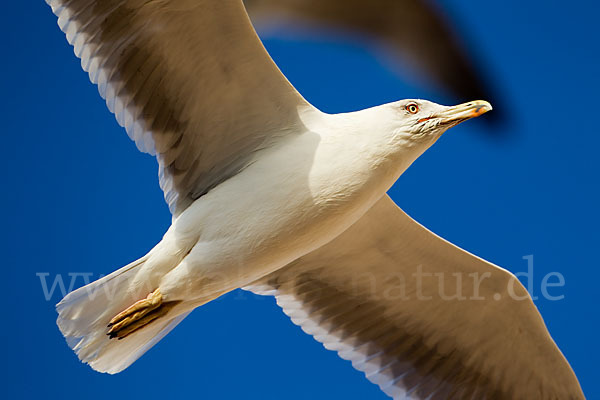 Mittelmeermöwe (Larus michahellis)