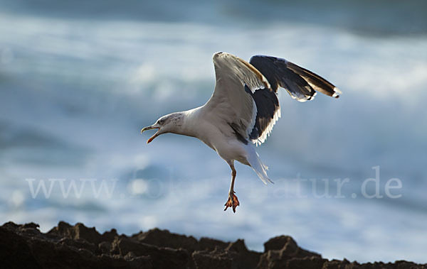 Mittelmeermöwe (Larus michahellis)