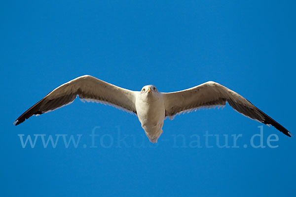 Mittelmeermöwe (Larus michahellis)