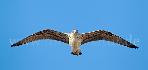 Mittelmeermöwe (Larus michahellis)