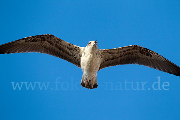 Mittelmeermöwe (Larus michahellis)