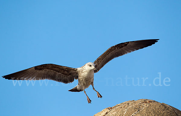 Mittelmeermöwe (Larus michahellis)