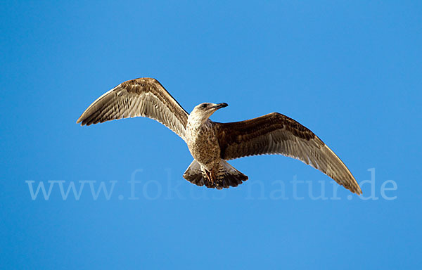 Mittelmeermöwe (Larus michahellis)