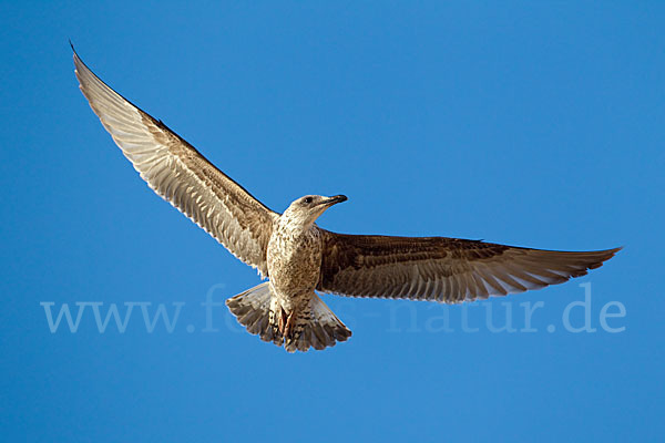 Mittelmeermöwe (Larus michahellis)