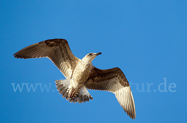 Mittelmeermöwe (Larus michahellis)