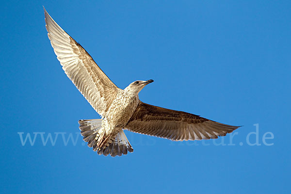 Mittelmeermöwe (Larus michahellis)