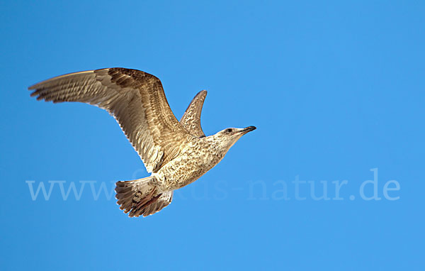 Mittelmeermöwe (Larus michahellis)