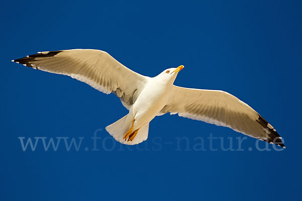 Mittelmeermöwe (Larus michahellis)