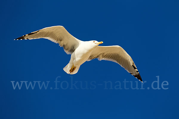 Mittelmeermöwe (Larus michahellis)