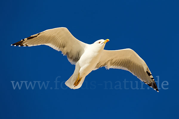 Mittelmeermöwe (Larus michahellis)