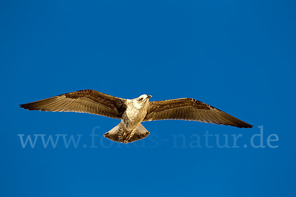 Mittelmeermöwe (Larus michahellis)