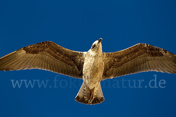 Mittelmeermöwe (Larus michahellis)